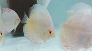 Ikan discus