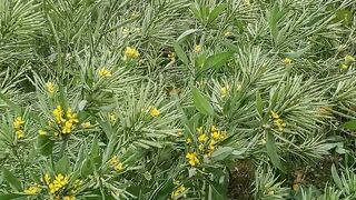 Best kanola crop
