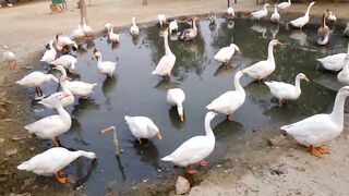 Duck and Goose video  Animals Video  Birds.