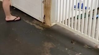 Little Dogs