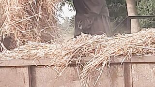 Wheat crop harvest