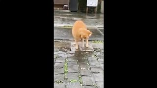 funny cats