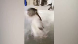 Funniest Cats And Dogs video 2023