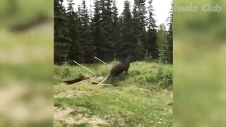 Funny Animal Vedios 2022 | Funny Cats and Dogs Compilation