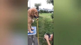 Funny Animals Videos 2023 Funniest Cat and dogs Video1 -Funny Animals