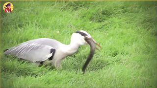 15 Insanely Brutal Moments Of Birds Hunting Their Prey.