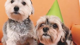 Best dogs party -Best of 2023 Funny Animal Videos
