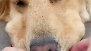 Greedy dog????????????????