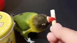 Lovely pets ❤️❤️❤️