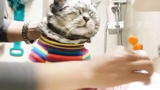 Loving ???? cat❤️❤️❤️❤️