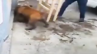 Cute dog