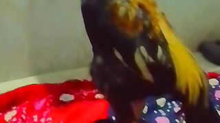 Aseel mianwali murge