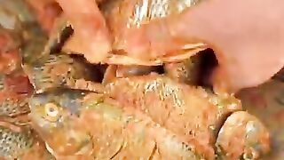 #Fish Marinade  #shorts  #Febpost #Videos #Food  #Fish