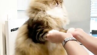 Amazing Cat