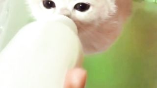 Kucing lucu yang imut