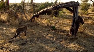 Rare Thing Angry Baboons Trample Leopard To Save Their Babies - Baboon Fight Leopard