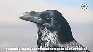 Hidden And Interesting Facts About Crow in Hindi_Urdu __ Facts About Crow Bird! #shorts  #Febpost #Videos #Viral #Trending #Crow