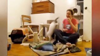 Video-2 Funny Animals Videos 2023????????-Funniest Cat and dogs Funny Animals
