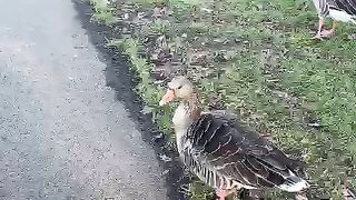 My boy enjoying birds