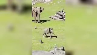 Funniets Animal Moments 2023
