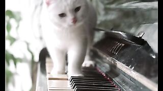Crazy cat play Piano -Best of 2023 Funny Animal Videos