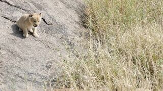 ADORABLE! SIX LION CUBS enjoy their first outdoor adventure