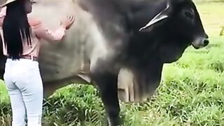 Biggest Bull  Kankrej  Guzera #shorts  #Febpost #Videos #Viral #Trending
