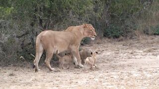 Lion cubs playing with mom