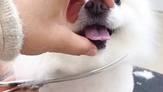 Cute puppy animated