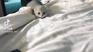 Котенек