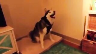 Dogs very funny