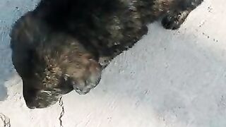 Bakerwalidog/ ladkhii dog / most dengrous dog