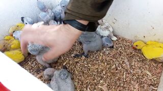 parrot chick