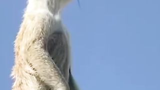 cute animals