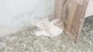 Beautiful pigons