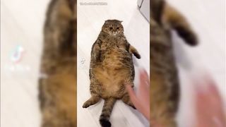 Animals are so WEIRD???? TikTok Compilation