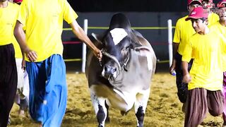 Beautiful Bull of the world|Heart touching poetry on Google #shorts