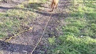dog training
