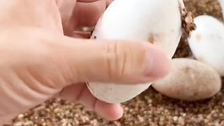 Baby Crocodile Just Born || Just Born Series || Part 1