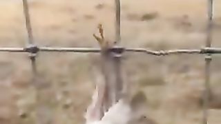 rescue bird