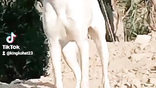 Pur khoti dogs
