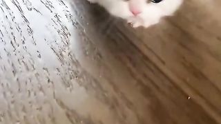Cat fun