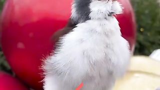 Most beautiful birds real sound music