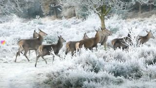 Wild life Animals 4k