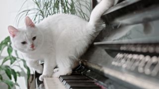 Piano Cat
