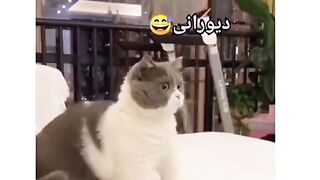 Cate vedio