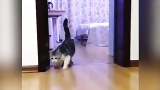 Funny cat