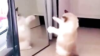Funny  cat