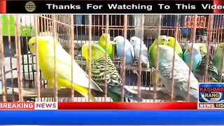 نایاب نسلوں کے طوطے