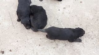 Doges